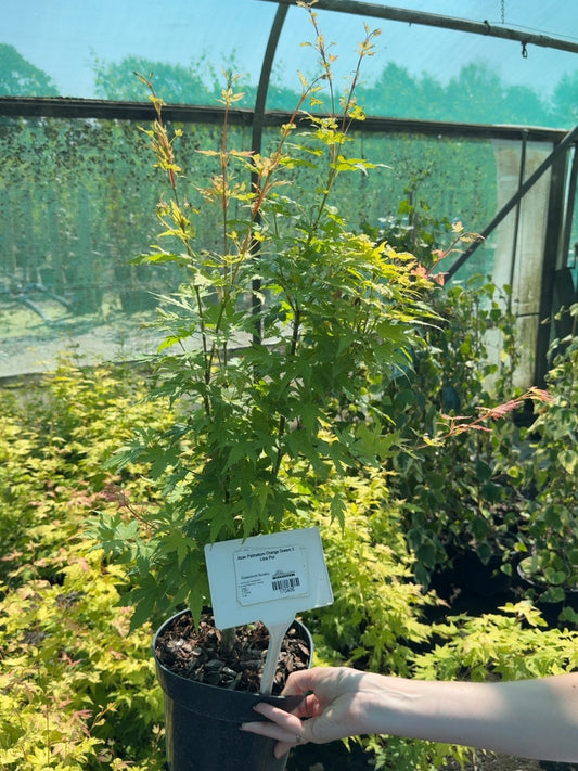 Acer Palmatum Orange Dream 3 Litre Pot