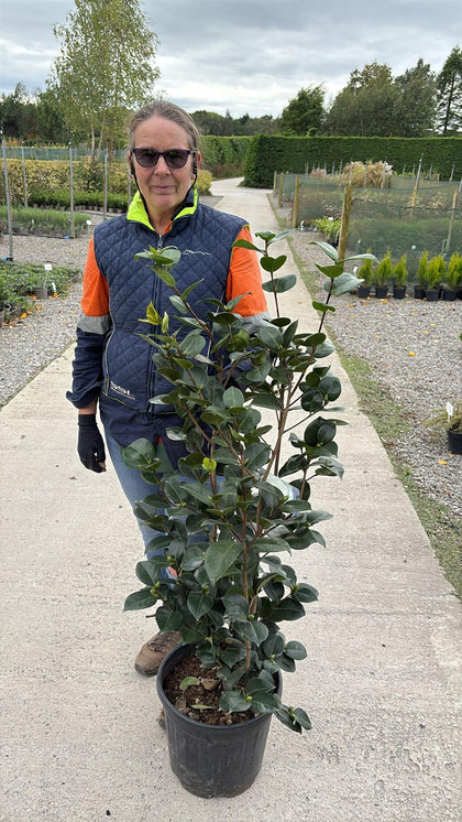 Camellia Japonica Snow White 18 Litre Pot