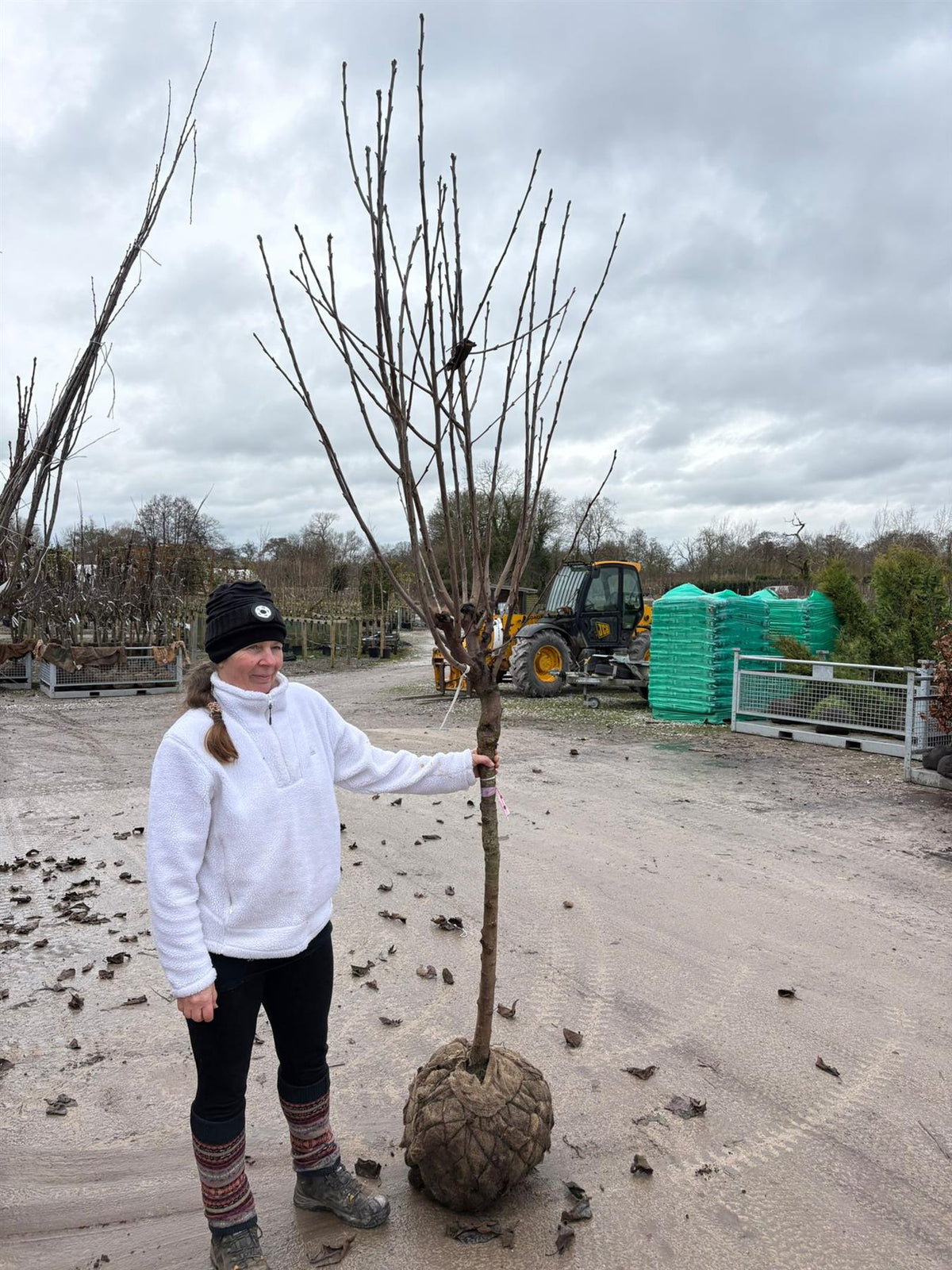 Cherry Prunus Avium Kordia Heavy Half Standard 12/14cm Girth