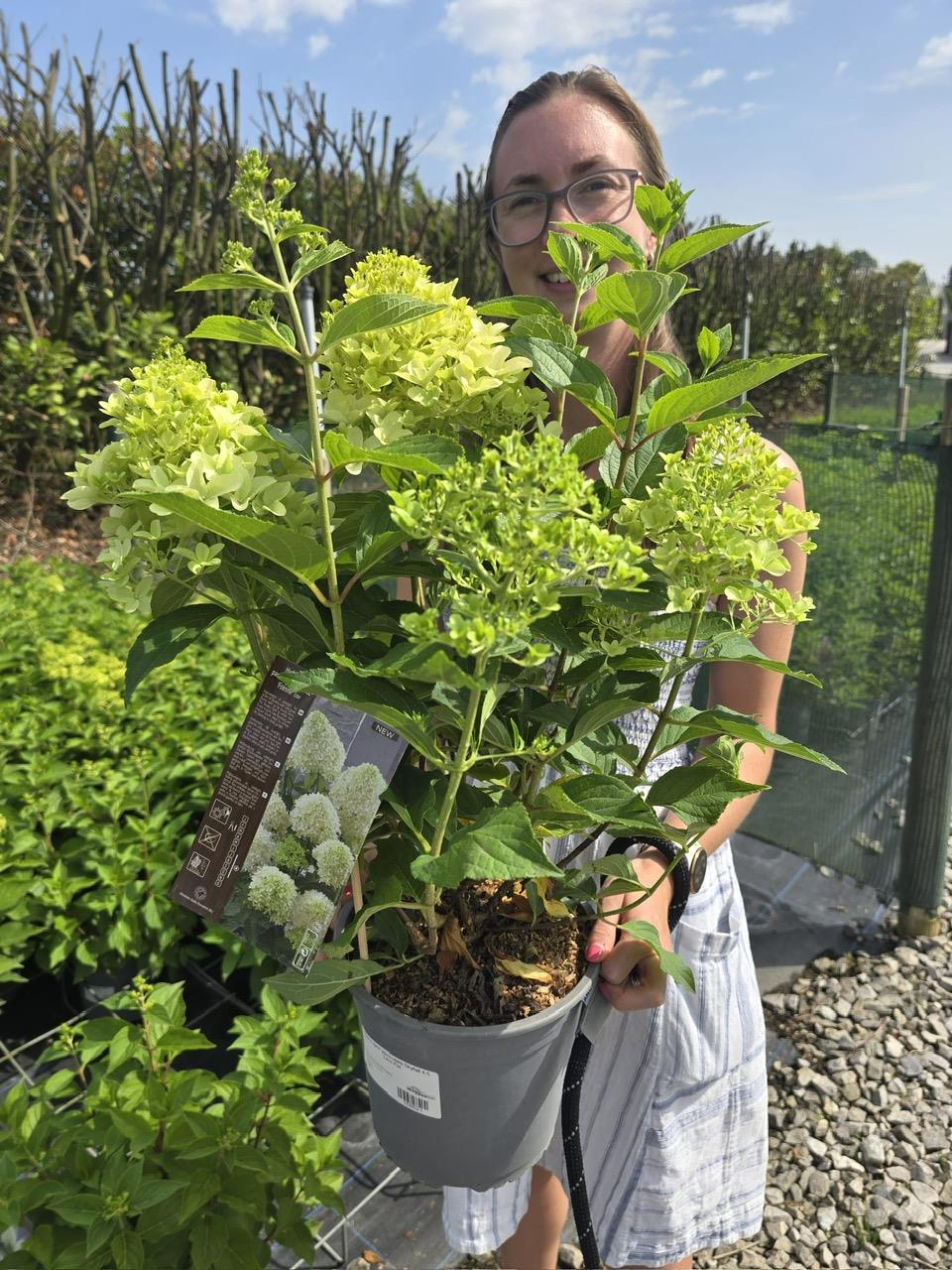 Hydrangea paniculata Skyfall 4.5 Litre Pot