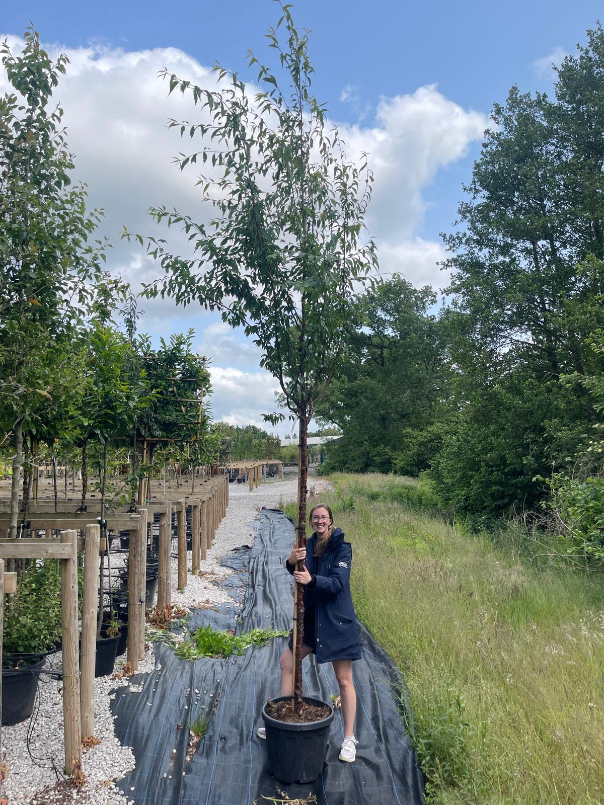 Prunus Serrula Extra Heavy Standard 12/14cm Girth