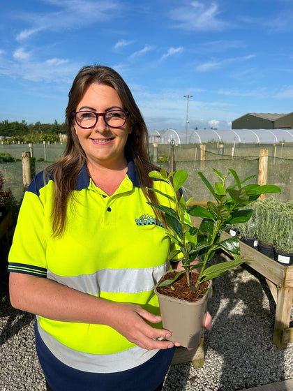 Cherry Laurel Hedging 11cm Pot 25-30cm