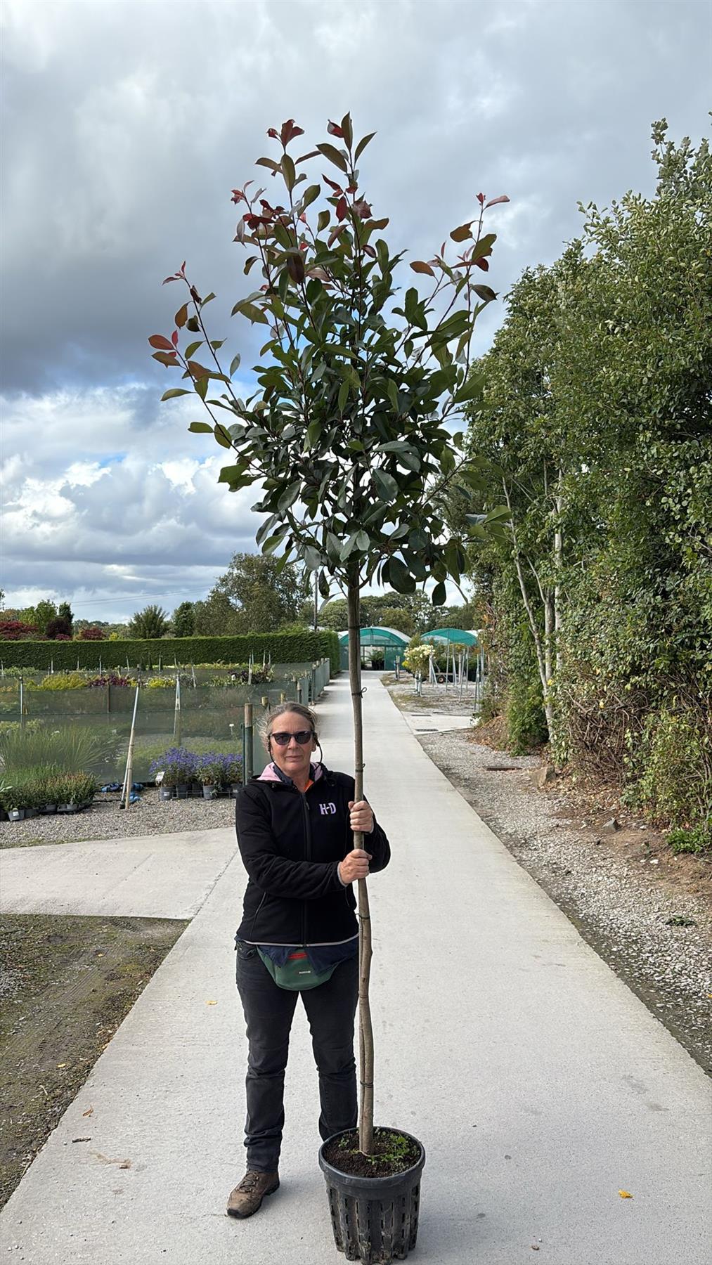 Photinia Red Robin Full Standard 25 Litre Pot 8/10 cm Girth