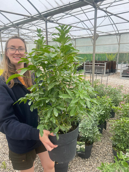 Choisya Ternata 10 Litre Pot