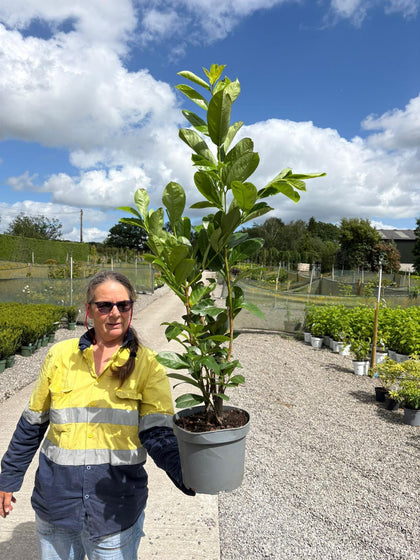 Cherry Laurel Hedging 5 Litre Pot 90/110cm Seconds