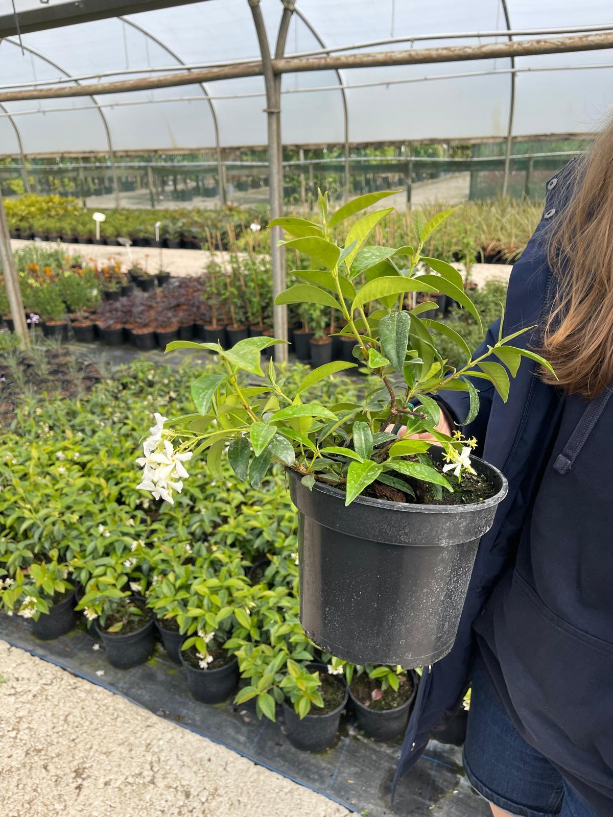 Trachelospermum Jasminoides 3 Litre Pot