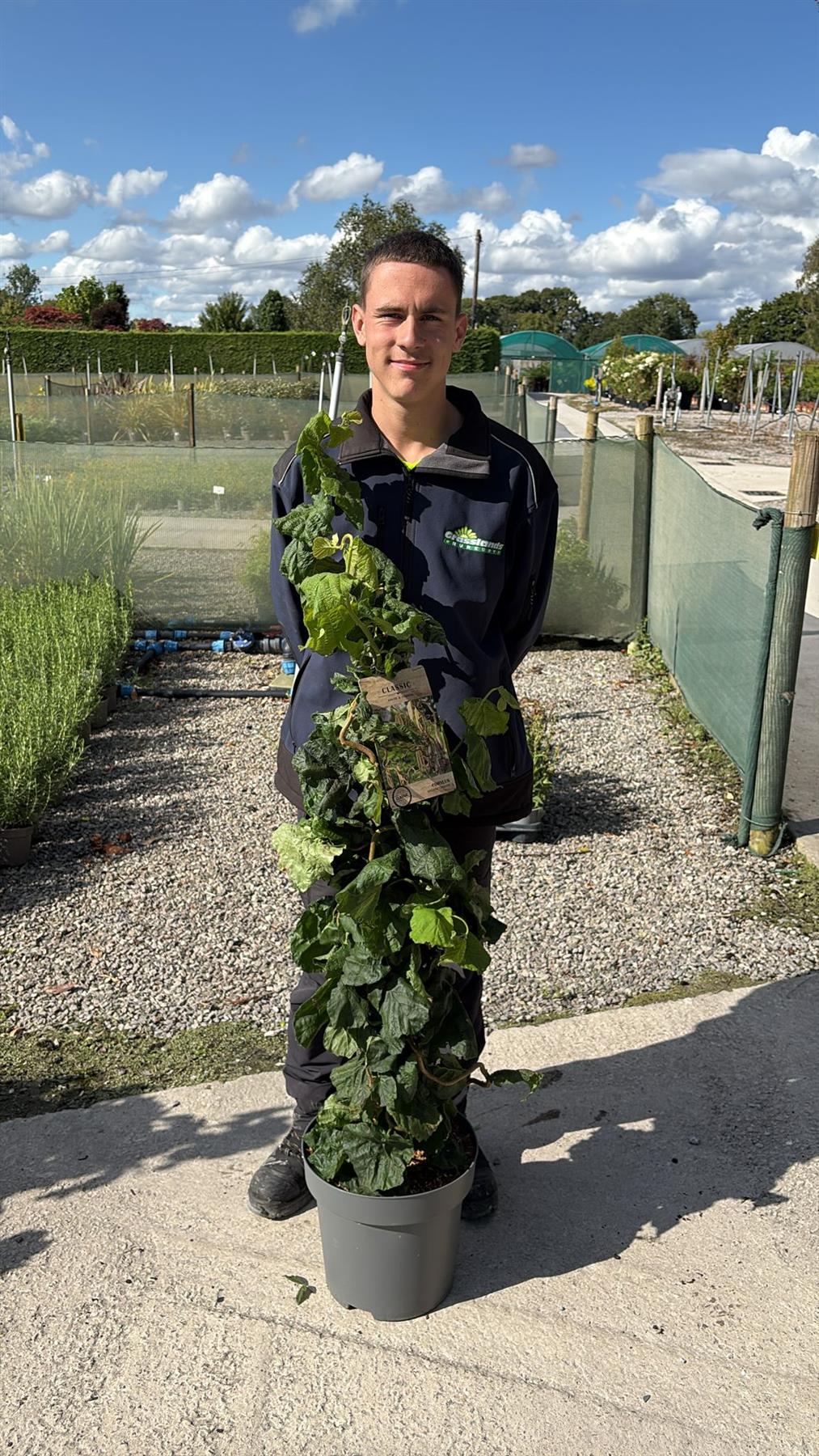 Corylus Contorta 12 Litre Pot 80/100cm Tall
