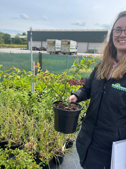 Chaenomeles x su. Crimson & Gold 3 Litre Pot