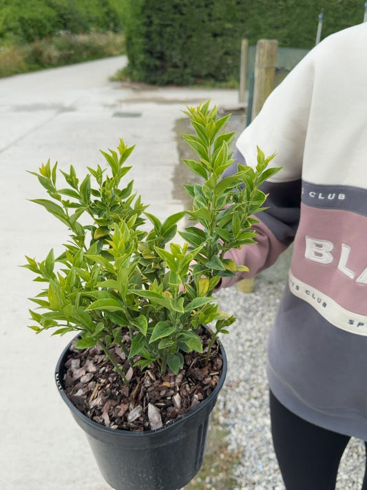 Sarcococca confusa - Sweet Box 3 litre Pot