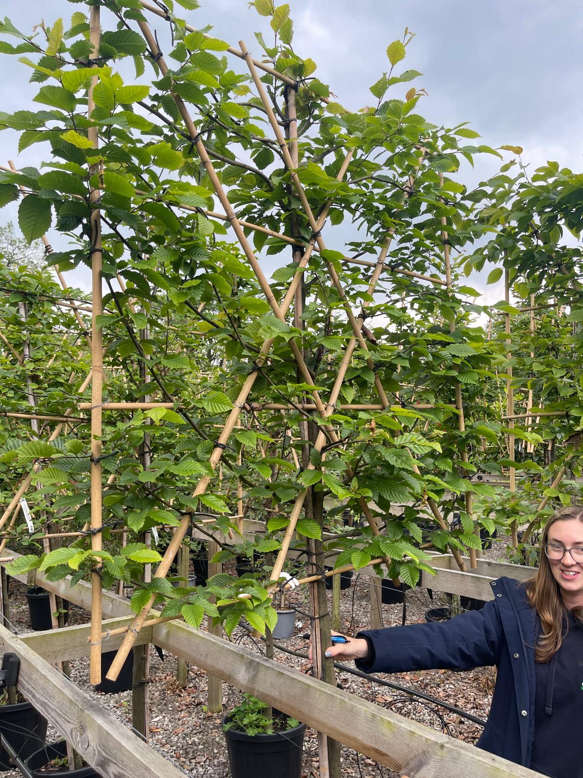 Carpinus B. Pleached 10/12cm Girth Trunk At 120cm Frame 150cm Wide And 120cm Tall