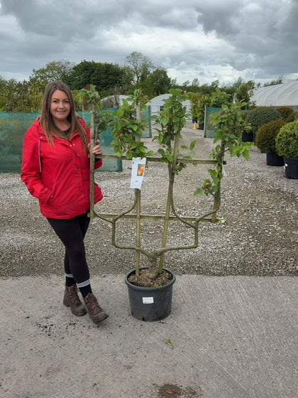 Apple Malus Reine Des Reinettes 25 Litre Pot Double U Frame