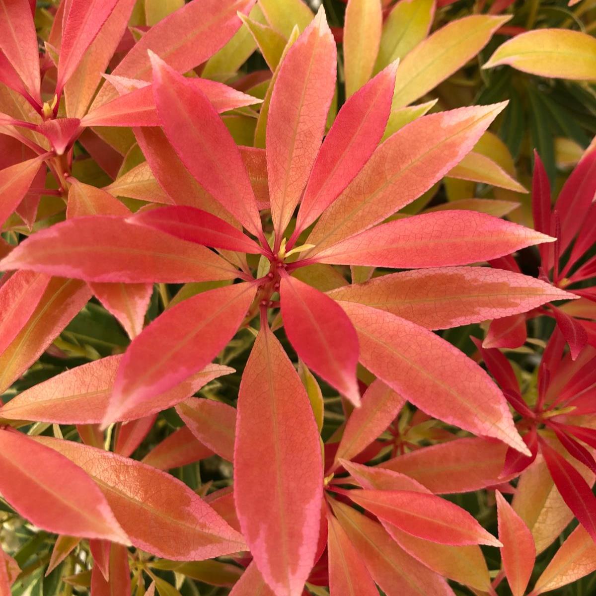 Pieris Japonica Flaming Silver 7.5 Litre Pot