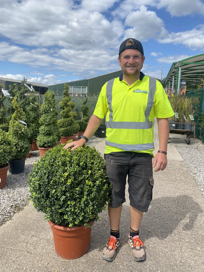 Buxus Ball 25 Litre Pot 55/60cm Wide