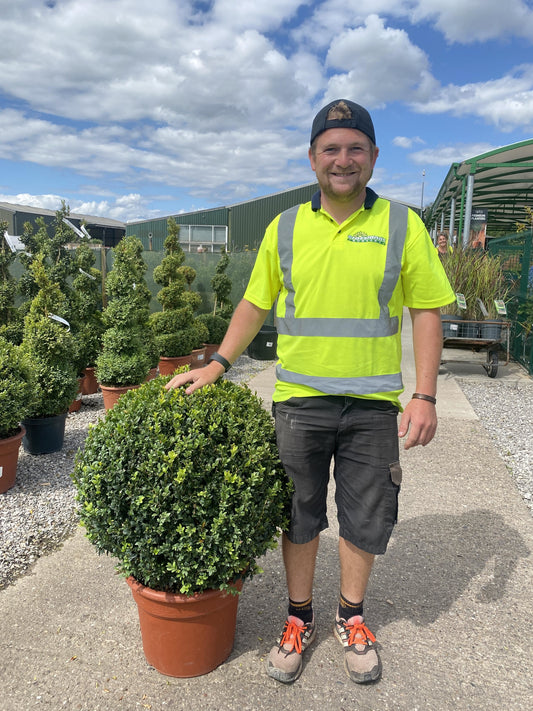 Buxus Ball 25 Litre Pot 50cm Wide