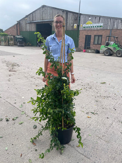Chaenomeles speciosa Cameo 20 Litre Pot 100/125cm