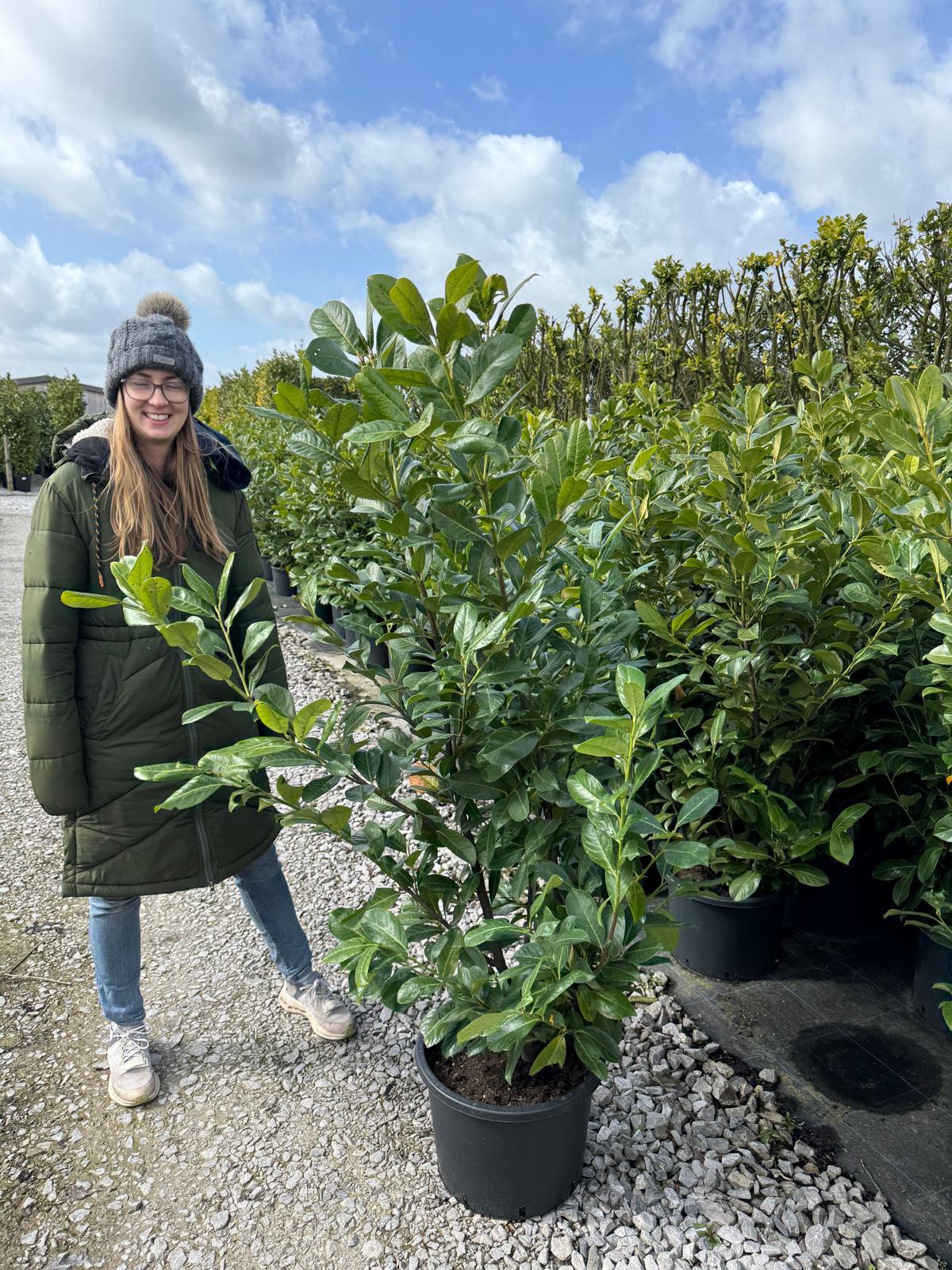 Cherry Laurel Hedging 150-175cm 15 Litre Pot