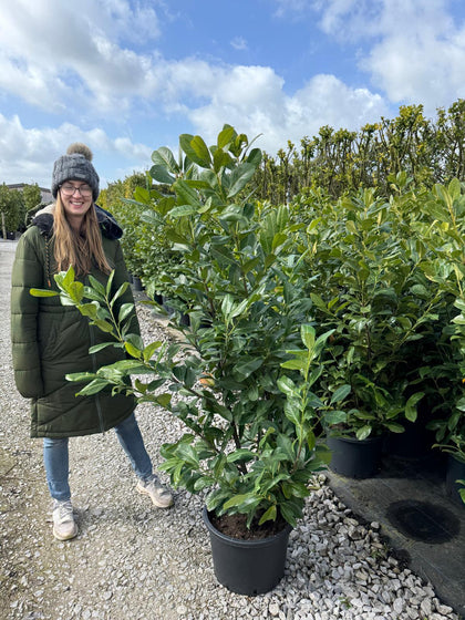 Cherry Laurel Hedging 140/150cm 30 Litre Pot New Season Ready May