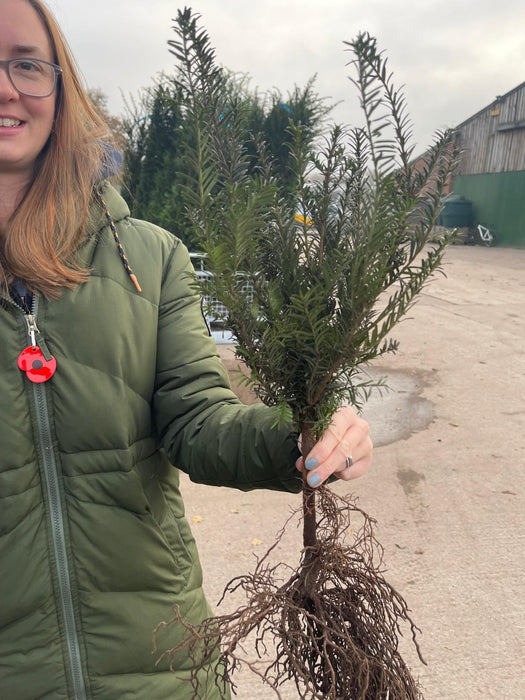 Yew Hedging Bare Root 25-30cm November Delivery