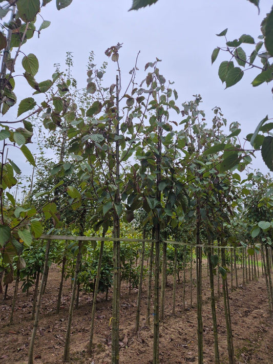 Davidia Involucrata 8/10cm Girth