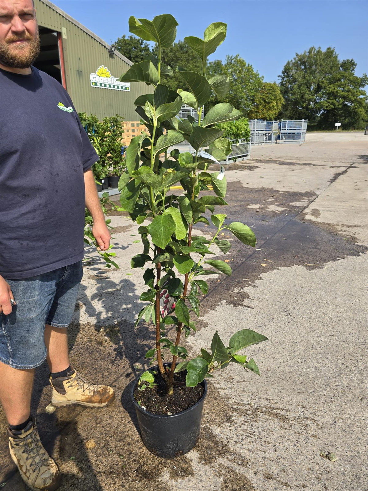 Magnolia Black Tulip 20 Litre Pot 150/175cm