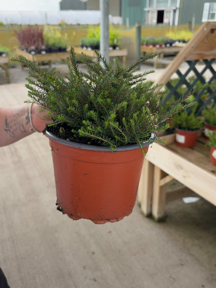 Erica Kramer's Red 2 Litre Pot