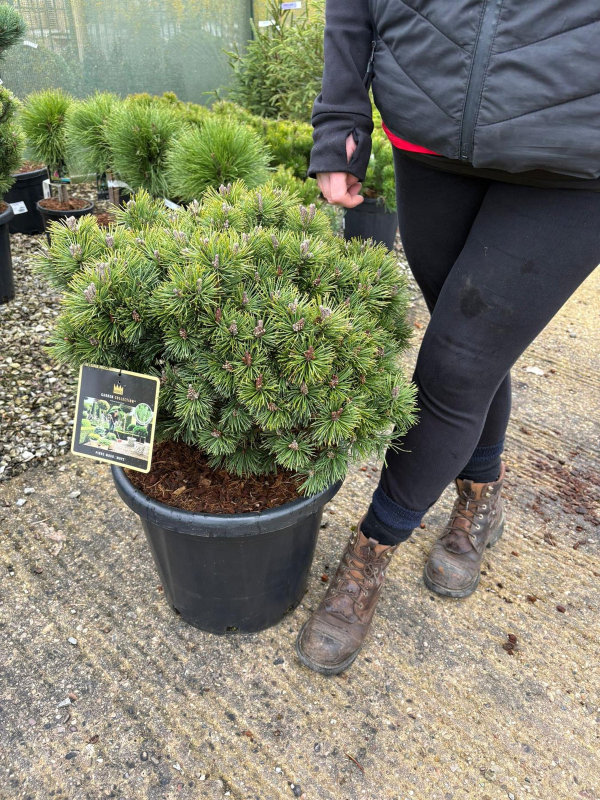 Pinus Mugo Mops 25 Litre Pot