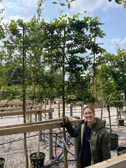 Fagus Pleached 150 Trunk 120 Wide x 140 High Frame 10/12 Girth