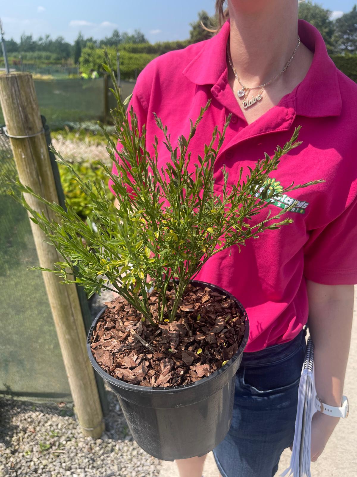 Cytisus Scoparius Boskoop Ruby 3 Litre Pot