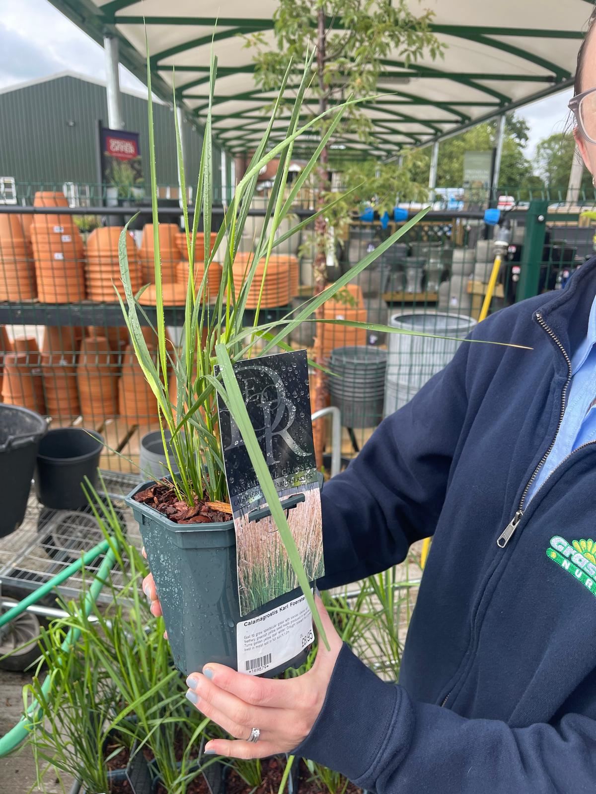 Calamagrostis Karl Foerster 2 Litre Pot