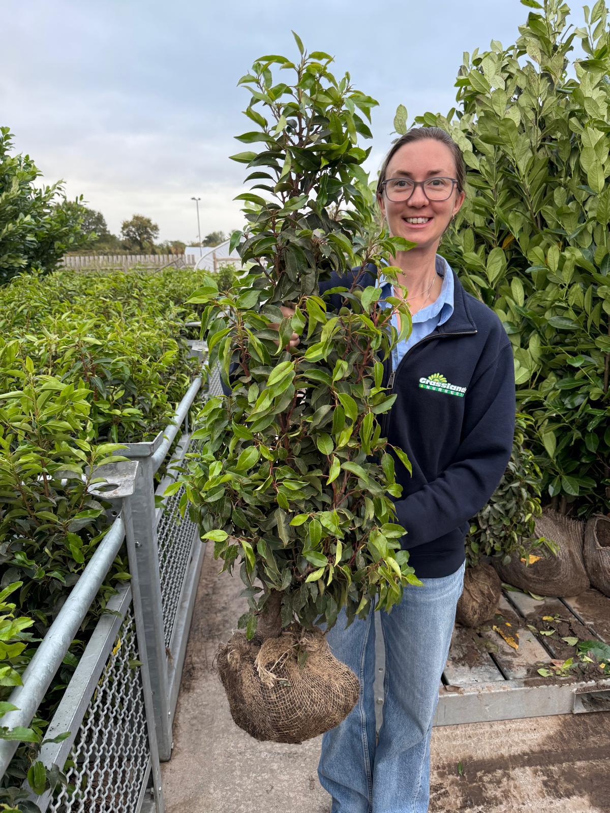 Portuguese Laurel Hedging 80/100cm Root Ball Delivery from October