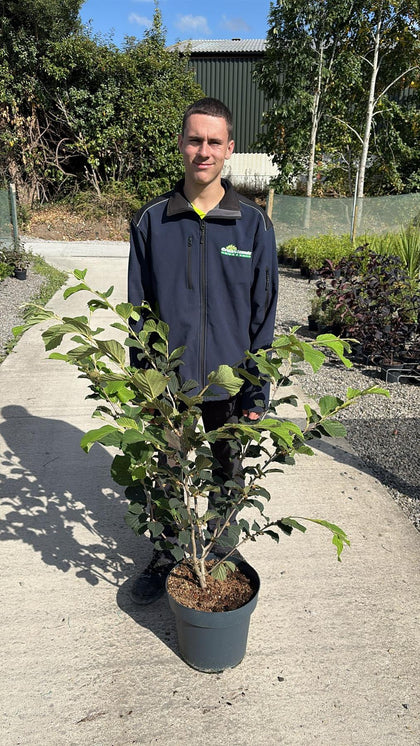 Hamamelis int. Diane 12 Litre Pot 80/100cm Tall