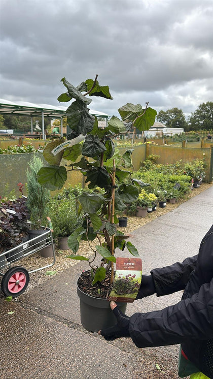Corylus Red Majestic 4 Litre Pot 40/60cm Tall