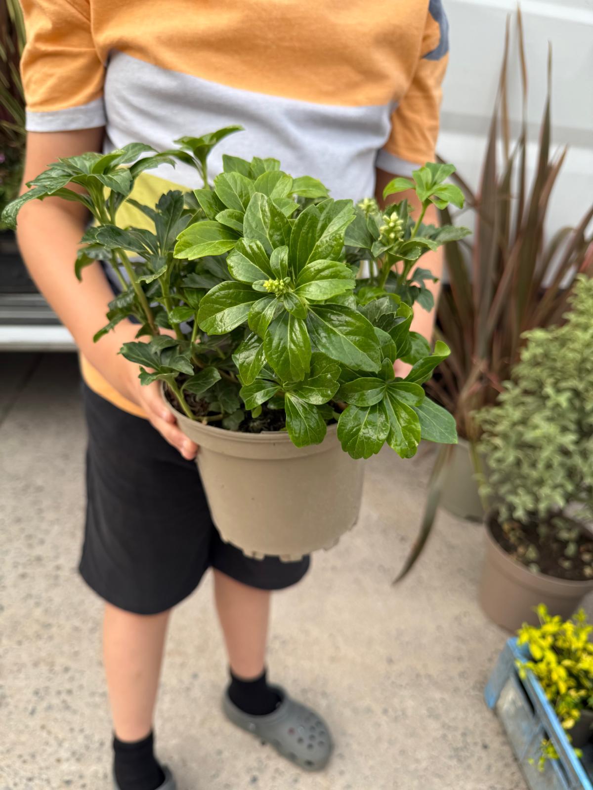 Pachysandra Green Sheen 2 Litre Pot