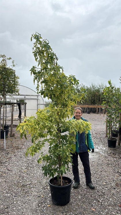 Liquidambar styraciflua Aurea 30 Litre Pot