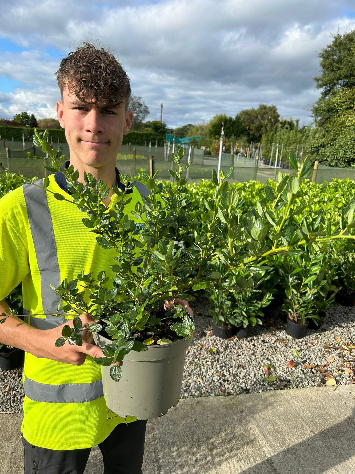 Ceanothus Yankee Point 7.5 Litre Pot