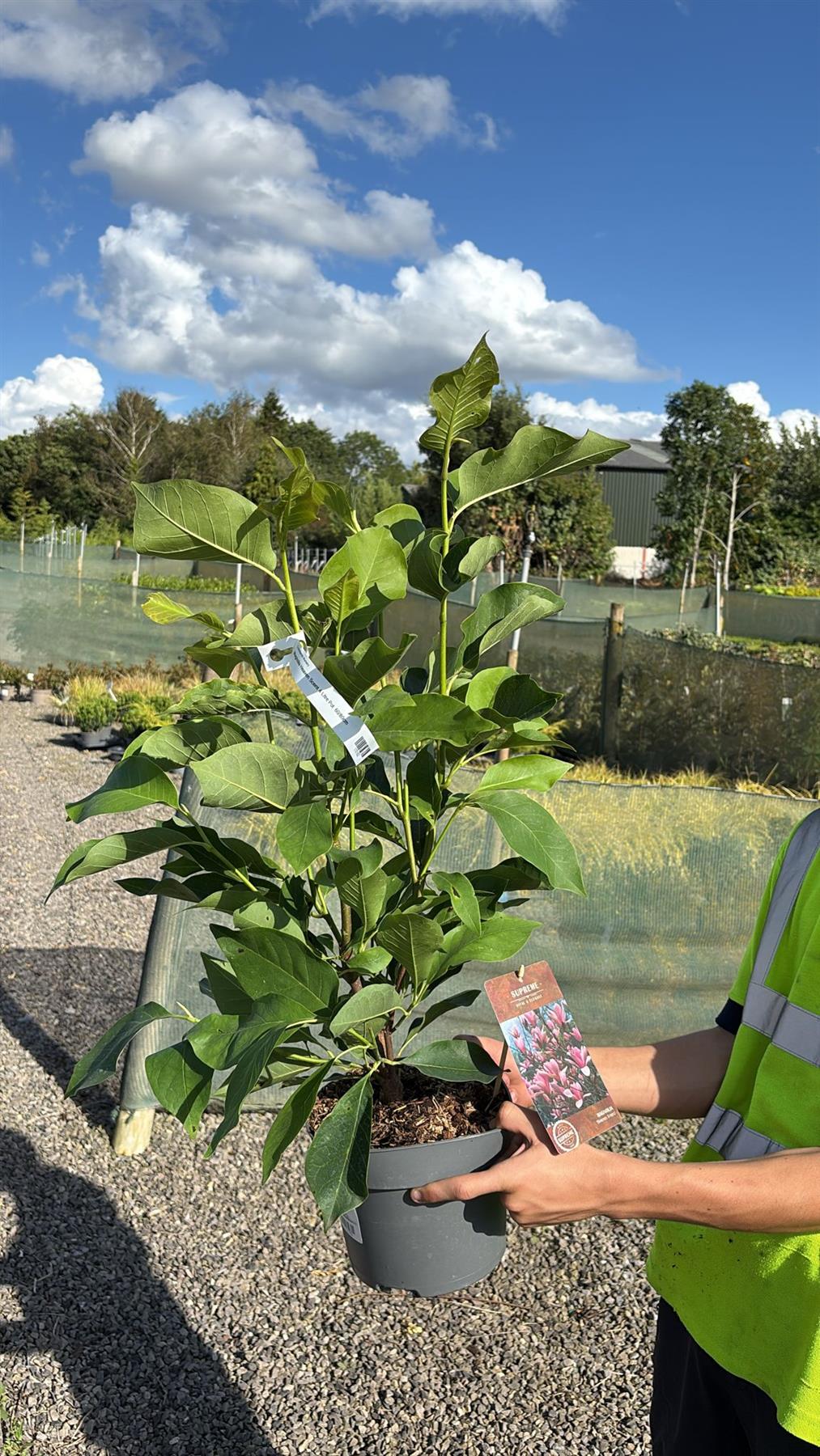 Magnolia Heaven Scent 4 Litre Pot 60/80cm