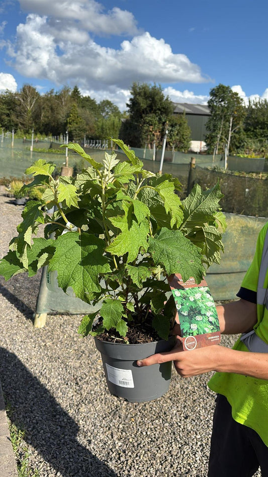 Hydrangea Quercifolia 4 Litre Pot 30-40cm