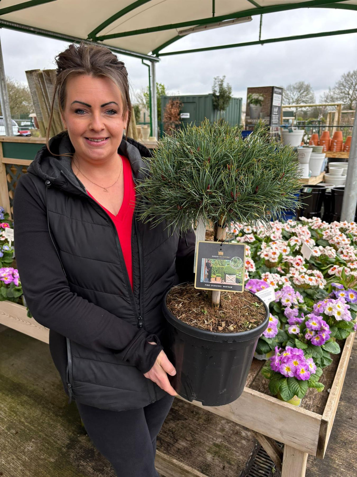 Pinus Sylvestris Martham 8 Litre Pot Stem 20cm