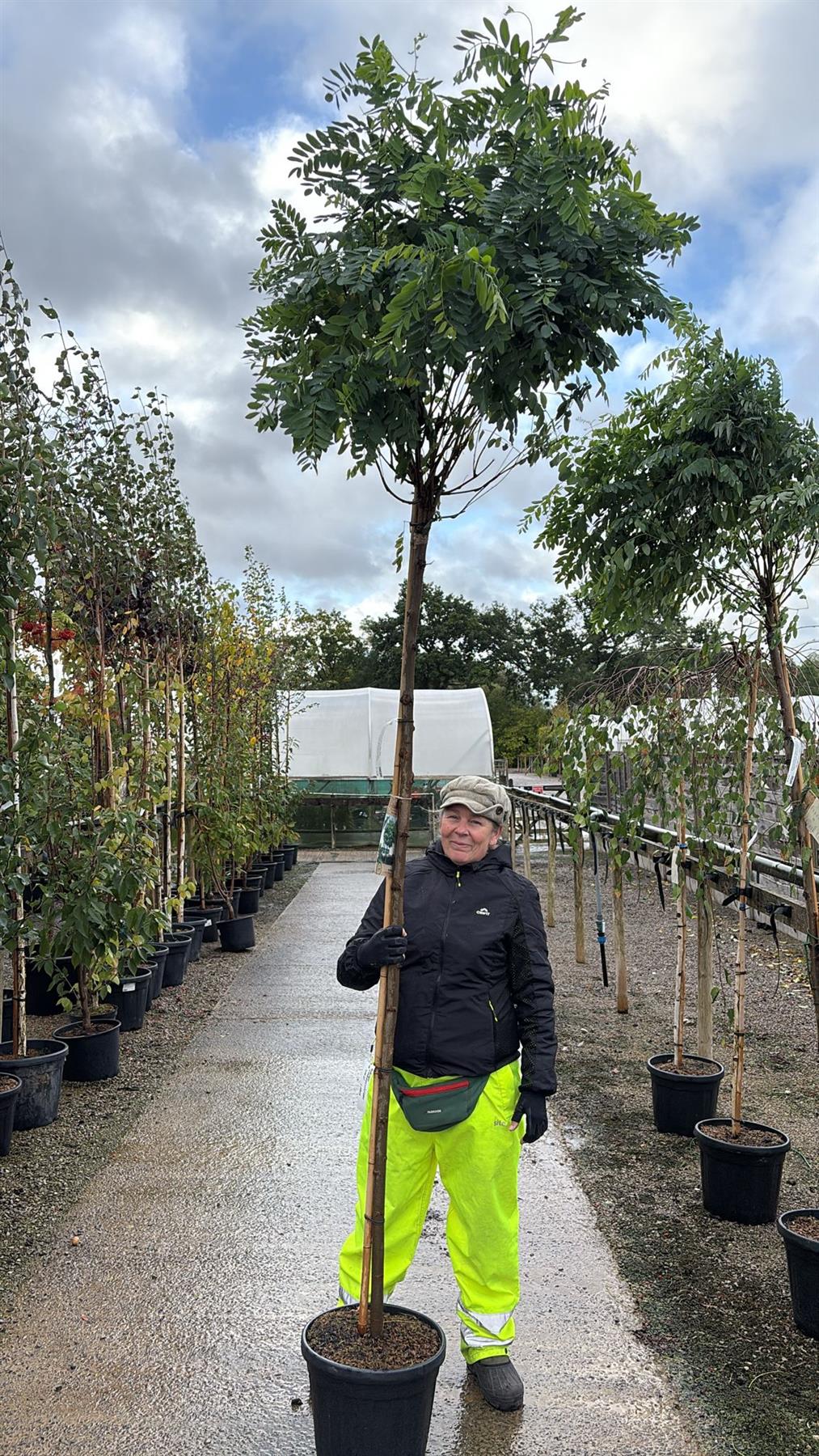 Robinia Umbraculifera 25 Litre Pot 10-12cm Girth