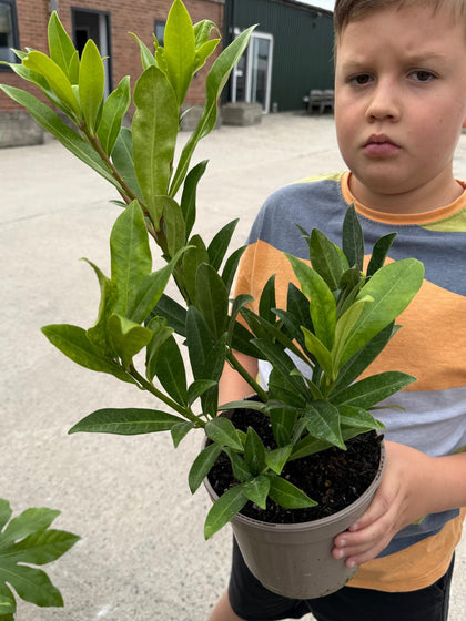 Skimmia Kew Green 2 Litre Pot