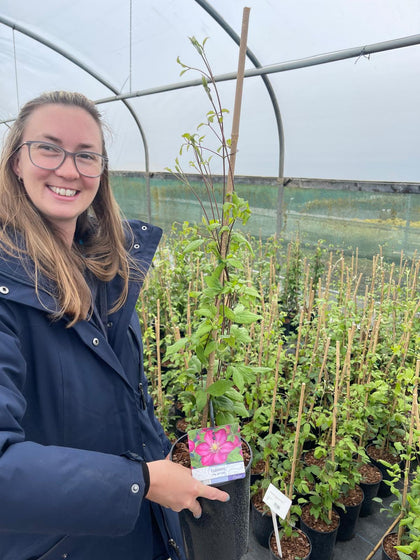 Clematis Ville De Lyon 3 Litre Pot