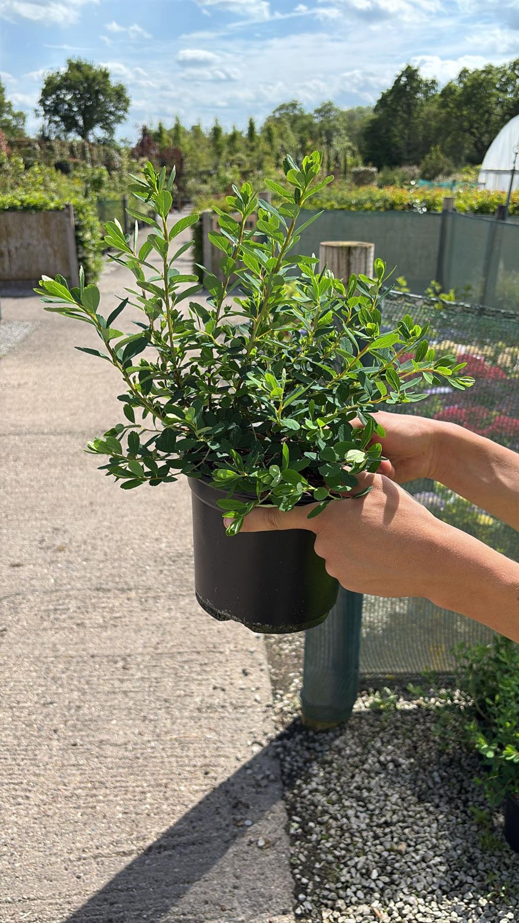 Spiraea japonica Snowmound 3 Litre Pot
