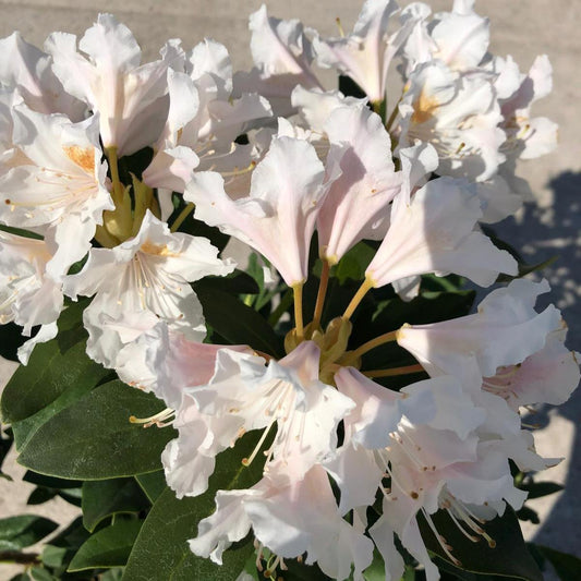 Rhododendron Hybrid Cunninghams White 5 Litre Pot