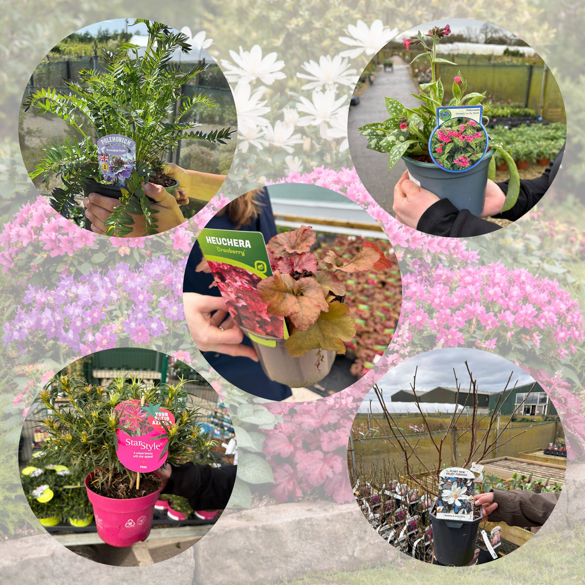 Spring Colour Boost Border Pack (12 Plants)