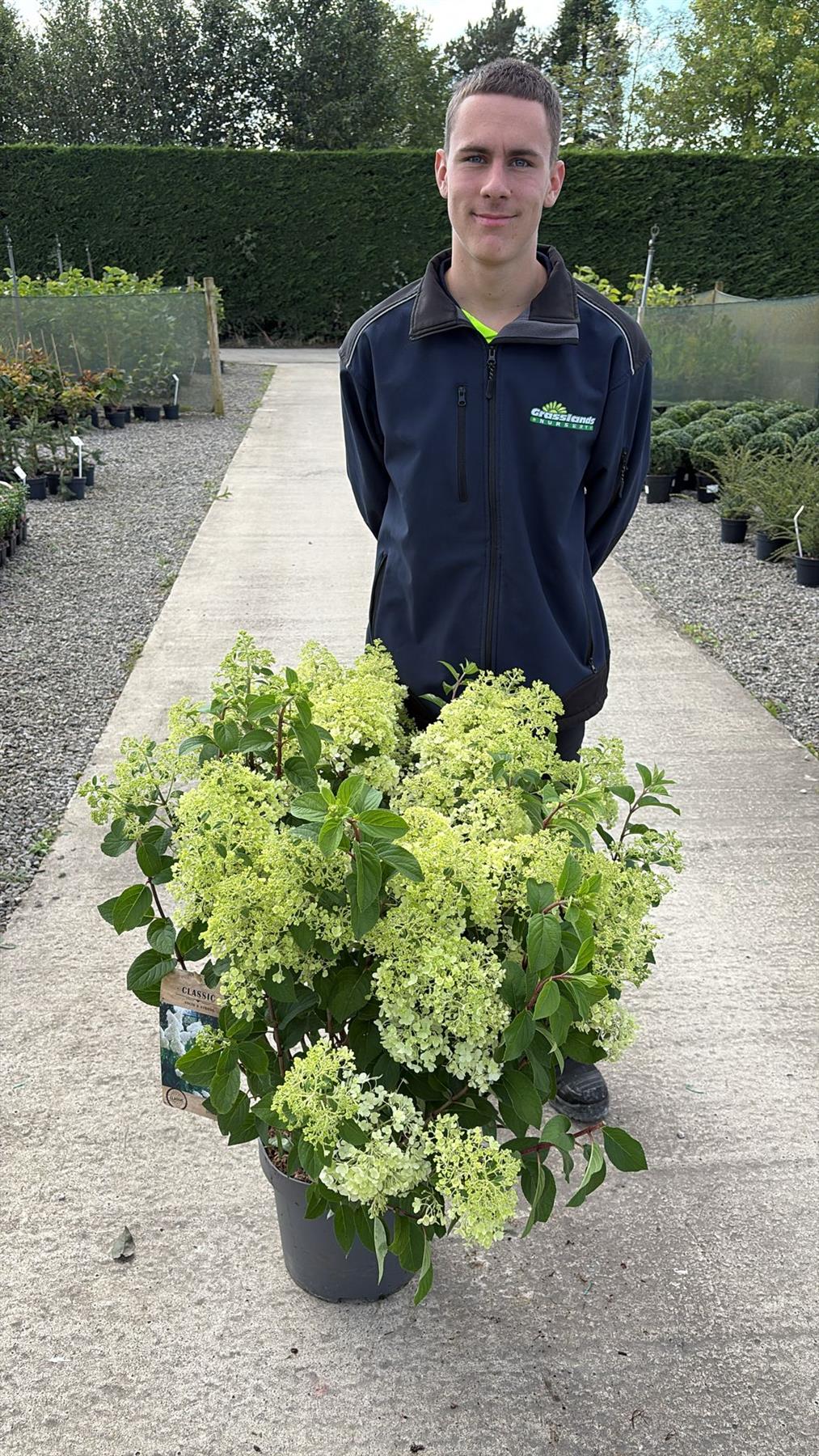 Hydrangea Paniculata Bobo 12 Litre Pot 60/80cm