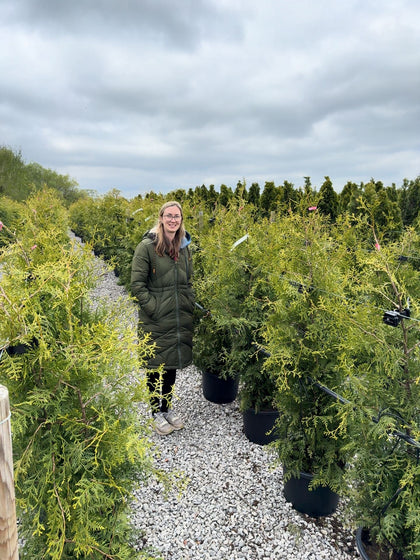 Thuja Brabant 125/150cm Order For June Delivery Onwards