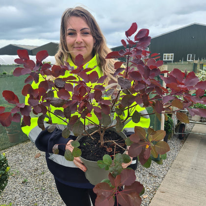 Cotinus cog. Dusky Maiden 5 Litre Pot