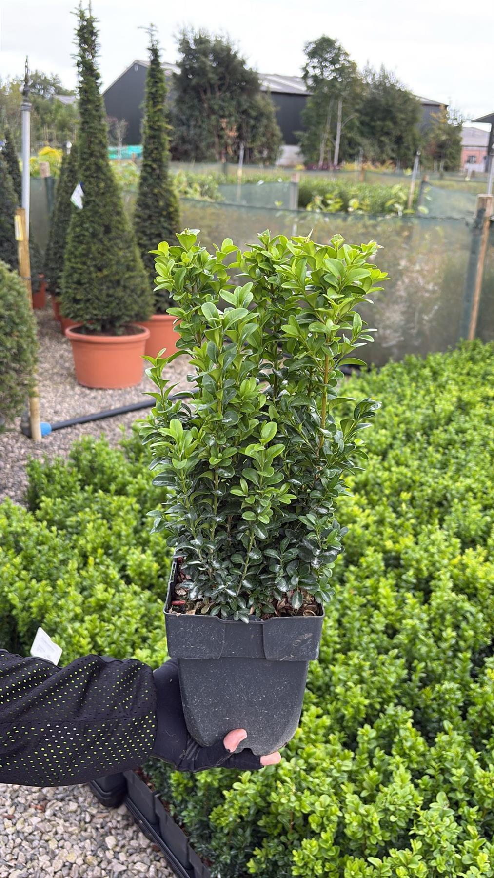 Big Deal Box Hedging 25/30cm 2 Litre x 100