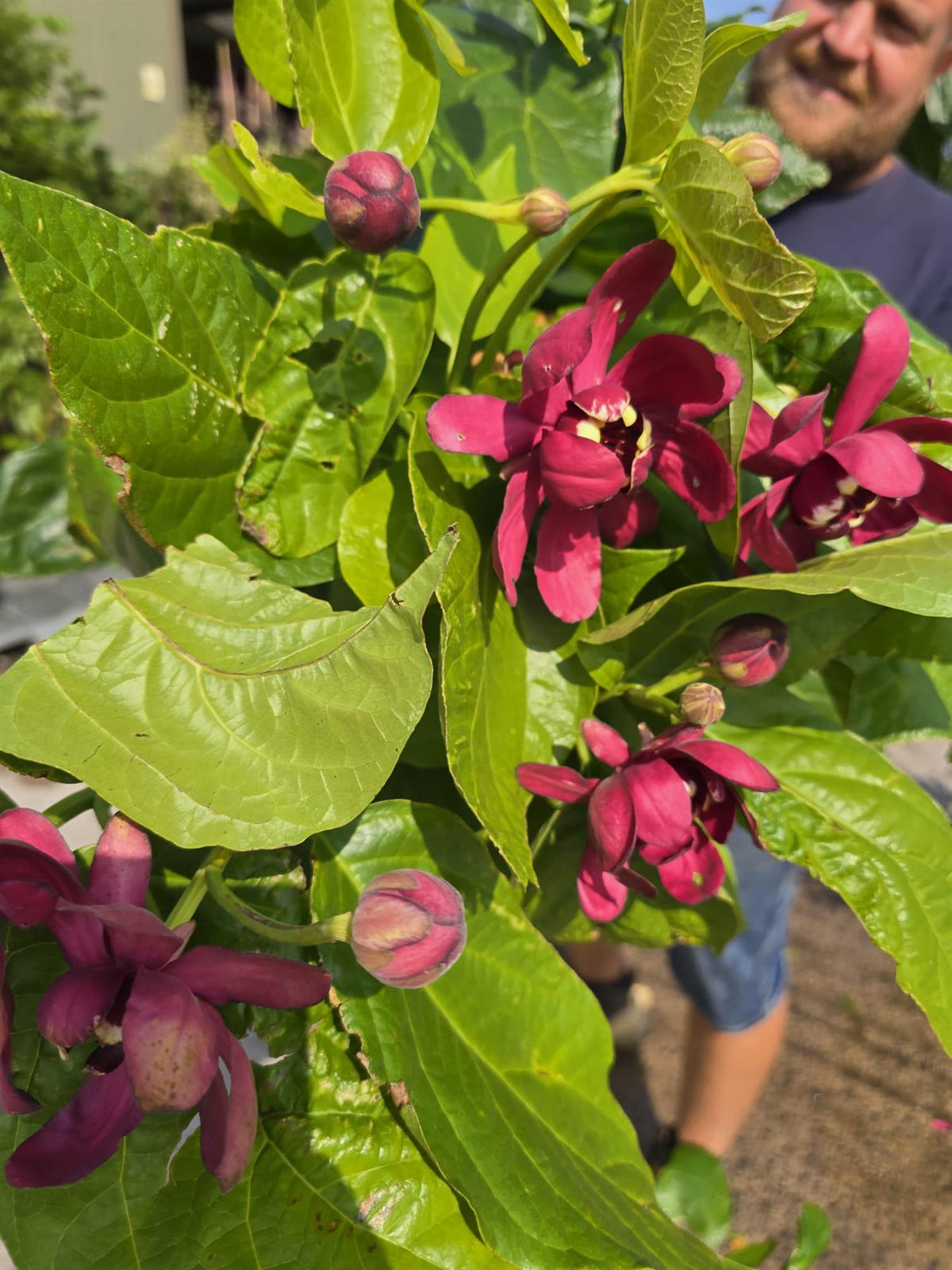 Calycanthus Aphrodite 20 Litre 200/250cm