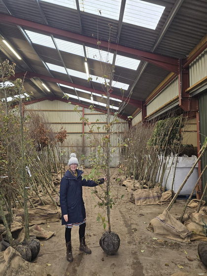 Cornus Kousa China Girl Rootballed 7/10cm Girth